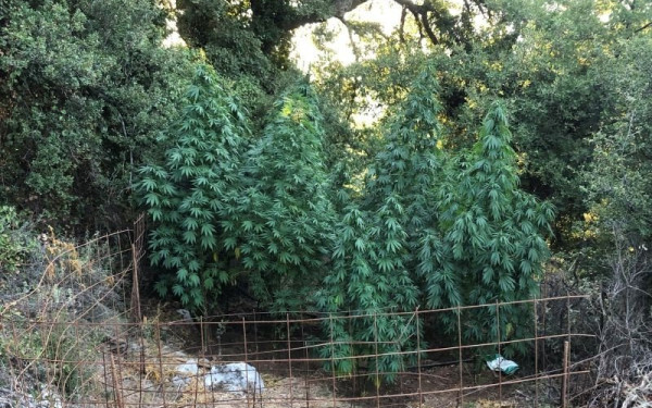 Βέροια: Τρεις συλλήψεις για καλλιέργεια δενδρυλλίων κάνναβης  