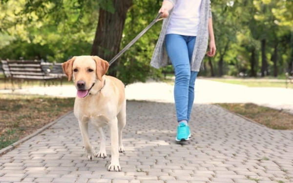 Τετράμηνη παράταση στους ιδιοκτήτες ζώων συντροφιάς για αποστολή DNA ή στείρωση
