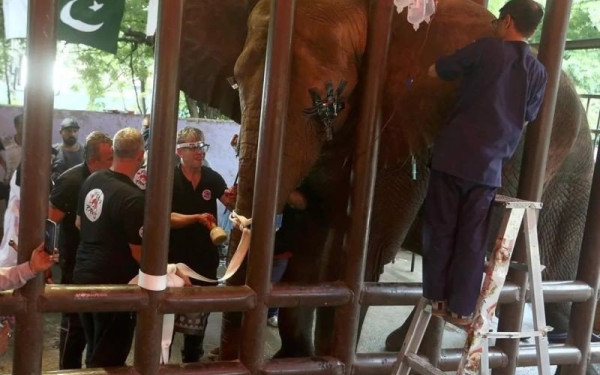 Ταϊλάνδη: Σπάνια γέννηση διδύμων ελεφάντων