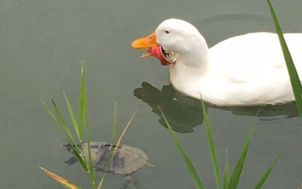 Μεγάλη κινητοποίηση στη λίμνη Μπελέτσι για τη σωτηρία μιας... πάπιας!
