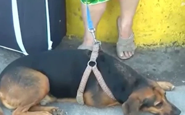 Απίστευτη ταλαιπωρία: Ηλικιωμένοι Θεσσαλονικείς έμειναν όλη νύχτα στο λιμάνι του Πειραιά λόγω... σκύλου (βίντεο)