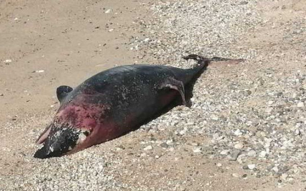 Χαλκιδική: Νεκρό δελφίνι στην παραλία Πορταριάς