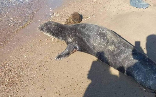 Χαλκιδική: Φώκια λιάζεται στην παραλία της Μεταμόρφωσης (Φωτ.)