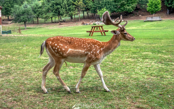Εντυπωσιακό βίντεο: Ελάφι κολυμπάει στη θάλασσα της Λήμνου