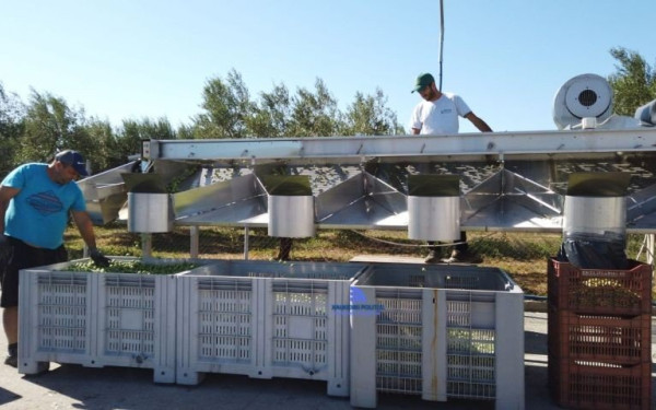 Χαλκιδική: Χάθηκαν 10 χιλιάδες τόνοι καλής πράσινης ελιάς (βίντεο)