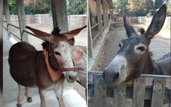 Κέρκυρα: Αίσιο τέλος για τα δύο γαϊδουράκια που αγνοούνταν από αγρόκτημα του «Χαμόγελου του Παιδιού»