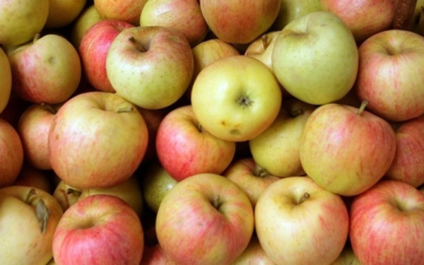 Δίνονται αποζημιώσεις στους καλλιεργητές μήλων στην Π.Ε. Λάρισας