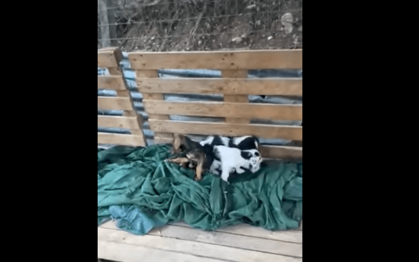 Καταγγελίες από φιλόζωους για παράνομο καταφύγιο στη Φιλιππιάδα με άρρωστα και νεκρά ζώα