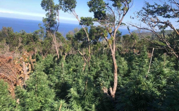 Κρήτη: Καλλιεργούσαν στο βουνό (σχεδόν) χίλια δένδρα κάνναβης