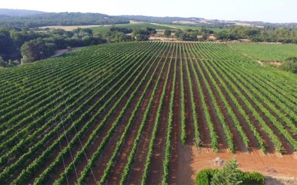 Εβρος: Ακρίβεια και στο κρασί αφού ανεβαίνει το κόστος απόσταξης (βίντεο)