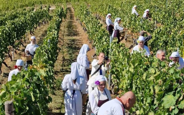 Αναπαράσταση παραδοσιακού τρύγου στη Νάουσα με επισκέψεις σε οινοποιεία και… καντάδες (φωτ.)