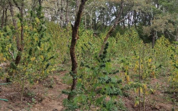 Κοζάνη: Χασισοφυτεία - μαμούθ στο Βόιο (βίντεο)