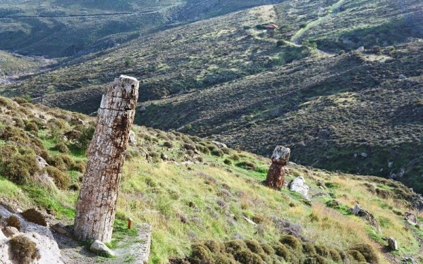 Τελικά η Λέσβος είχε μπανανόδεντρα και φοίνικες στο «πρόσφατο» παρελθόν (φωτ.)