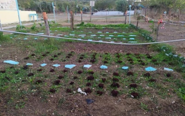 Ανοιχτό κάλεσμα για τη δημιουργία λαχανόκηπων σε Δημοτικά Σχολεία της Θεσσαλονίκης