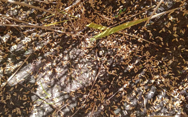 Καταστροφές σε 7.000 στρέμματα ρυζιού από χαλάζι στο Αιγίνιο Πιερίας (φωτ.)