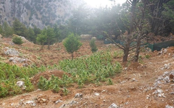 Κρήτη: Πάνω από 1.530 δενδρύλλια κάνναβης εντοπίστηκαν κατά τη διάρκεια της αστυνομικής επιχείρησης σε Χανιά, Ηράκλειο και Ρέθυμνο
