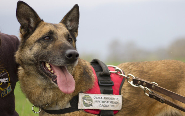 Ο Κούκι, ο πρώτος σκύλος ανιχνευτής δηλητηριασμένων δολωμάτων, βγήκε στη «σύνταξη»