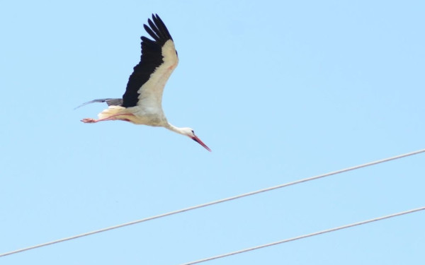 Το χωριό της Λάρισας που μαγνητίζει τους... πελαργούς (φωτ.)