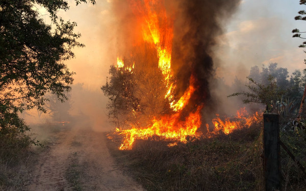 Φωτιά ξέσπασε και στην Εύβοια