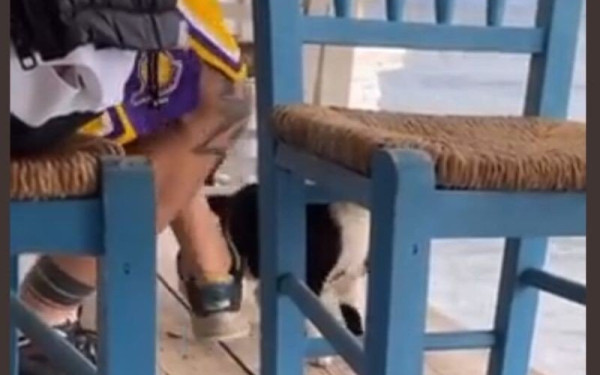 Αθωώθηκε ο 30χρονος που κλώτσησε γατάκι στην Αιδηψό – Αντιδράσεις για την απόφαση του δικαστηρίου