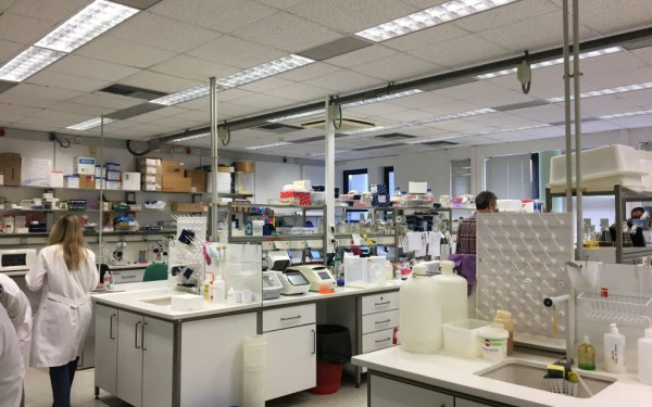 Πρωτοποριακή έρευνα ξεκινάει στο ΙΤΕ της Κρήτης - Επιχειρούν να δημιουργήσουν φυτικά εντομοκτόνα (φωτ.)