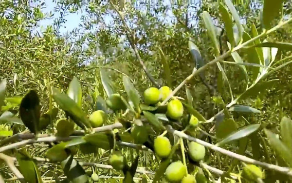 29η Agrotica: Πως θα προστατευθεί η ελαιοπαραγωγή από το δάκο της ελιάς - Τι πρέπει να κάνουν οι παραγωγοί