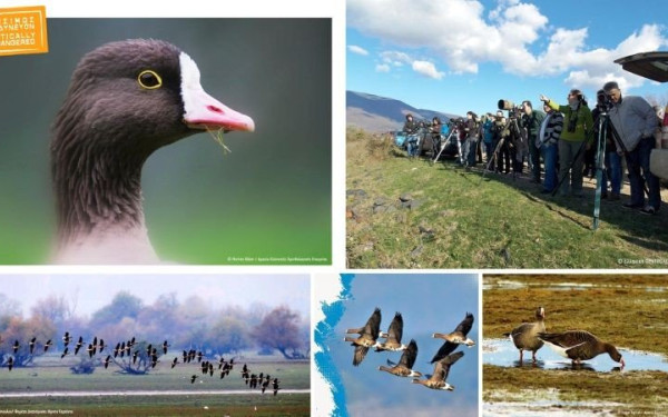 Ταξίδεψαν από τον Αρκτικό Κύκλο κι έφτασαν στην Κερκίνη οι... νανόχηνες!