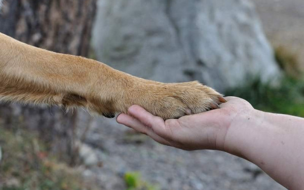 Τρεις τρόποι για να βοηθήσετε να αδέσποτα στον παγετό