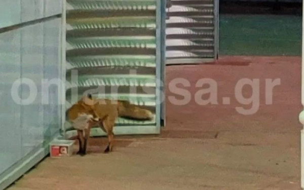 Λάρισα: Αλεπού βγήκε βόλτα σε… σούπερ μάρκετ (φωτ.)