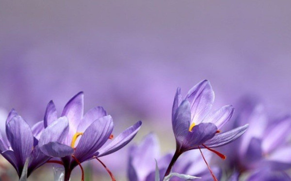 Κοζάνη: Η μαγευτική «μοβ θάλασσα» του πολύτιμου κρόκου (βίντεο)