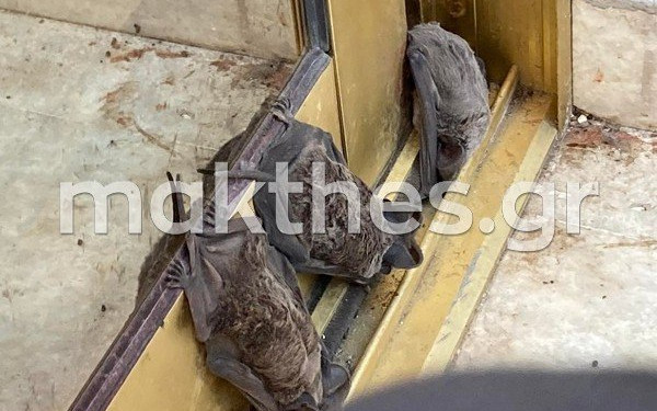 Επιδρομή... νυχτερίδων σε γραφεία εταιρείας στη Θεσσαλονίκη (βίντεο) 