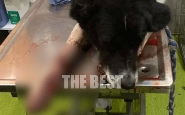 Πάτρα: Πέρασαν χειροπέδες στον άνδρα που έσερνε σκυλί με το αυτοκίνητό του στην Εθνική Οδό