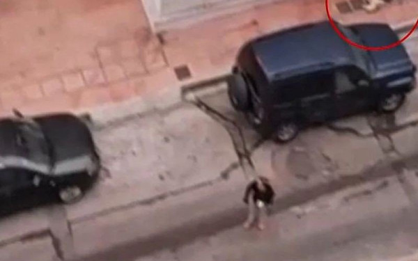 Δραπετσώνα: Συνελήφθη η ιδιοκτήτρια του λυκόσκυλου που κατασπάραξε μικρό κανίς (βίντεο)