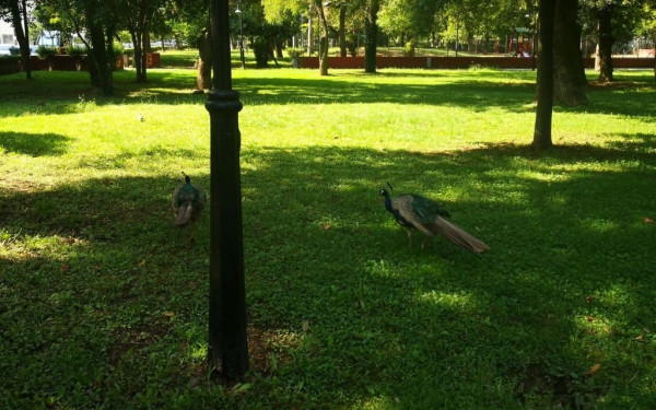 Ο «πνεύμονας» της Καρδίτσας, το Παυσίλυπο, αλλάζει όψη