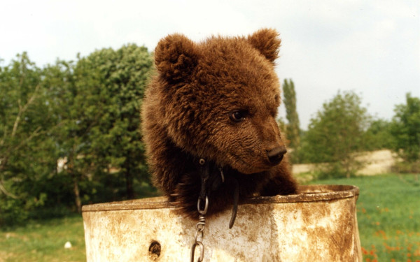 Φλώρινα: Αποτρόπαιο έγκλημα με θύμα αρκουδάκι λίγων μηνών
