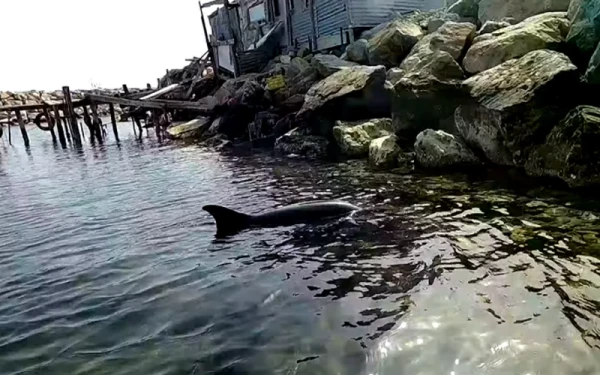 Φέρες Εβρου: Συνοριοφύλακες έσωσαν δελφίνι 