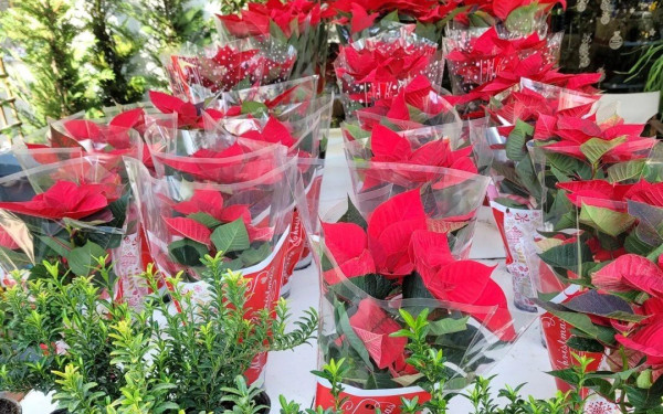 «Κηποδράσεις» Garden Center στο Πανόραμα - Ο Νο1 προορισμός για τον κήπο σας