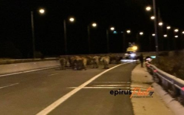 Μέτσοβο: Αγελάδες κυκλοφορύν ελεύθερες στην Εγνατία Οδό μετά από ατύχημα - Κλειστά και τα δύο ρεύματα (φωτ.)