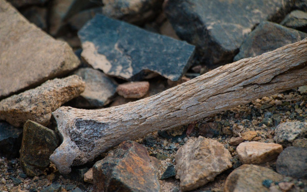 Θεσσαλονίκη: Δωρεάν έλεγχοι οστεοπόρωσης τον Δεκέμβριο στην Θέρμη