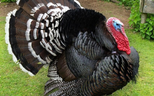 Βρετανία: Ξεμένει από... γαλοπούλες, λόγω  γρίπης των πτηνών