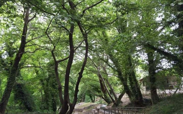 Εθνικό Σχέδιο Δράσης για να διασωθούν τα πλατάνια