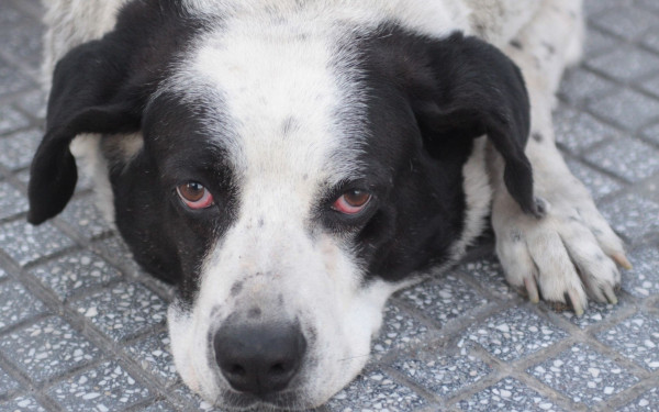 Κατερίνη: Του επιβλήθηκε πρόστιμο 1.300 ευρώ επειδή περιέθαλψε αδέσποτο! (βίντεο) Κατερίνη: Του επιβλήθηκε πρόστιμο 1.300 ευρώ επειδή περιέθαλψε αδέσποτο! (βίντεο)