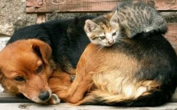 Αμπελόκηποι-Μενεμένη: Στο διαδίκτυο θα αναρτώνται τα αδέσποτα ζώα που προορίζονται για υιοθεσία