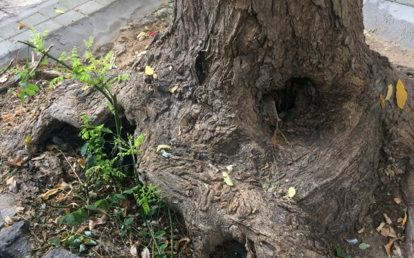 Θεσσαλονίκη - Ανακοίνωση κόλαφος της Ελληνικής Δασολογικής Εταιρείας για τις κοπές δέντρων: «Τα μετατρέπουν σε ξόανα»