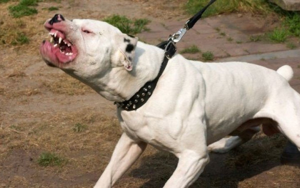 Σοκ στο Κεφαλάρι: Ντόγκο Αρτζεντίνο κατασπάραξε σκύλο και επιτέθηκε στην ιδιοκτήτριά του - Το σκότωσε με όπλο περαστικός (βίντεο)