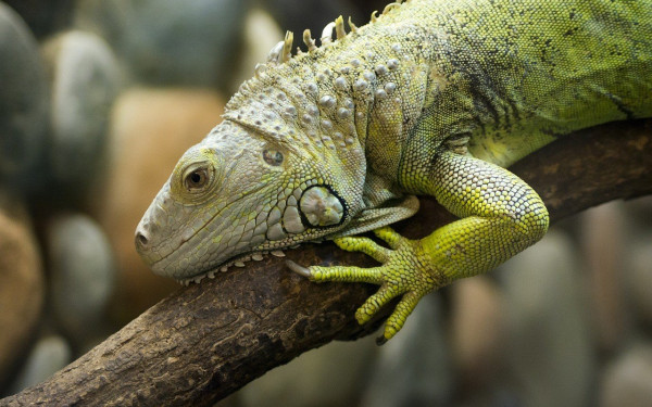 Θεσσαλονίκη: Δυο ιγκουάνα έκαναν βόλτες στη Ροτόντα (φωτ.)