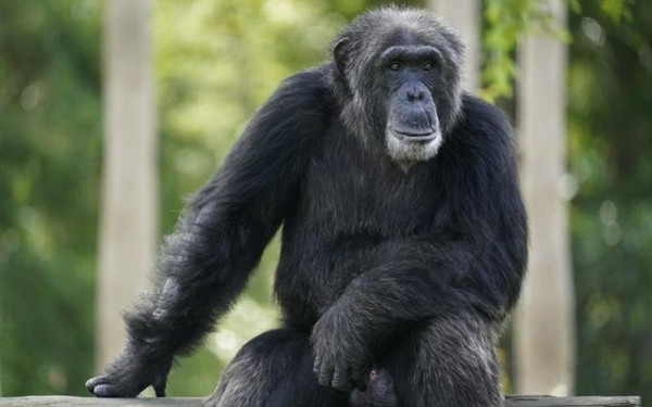 Σουηδία: Σκότωσαν 3 χιμπατζήδες επειδή δραπέτευσαν από ζωολογικό κήπο