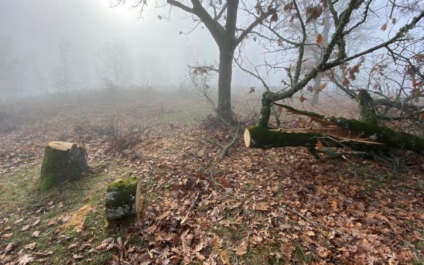 Από το καλοκαίρι έκοβαν δέντρα παράνομα στη Βόλβη (φωτ.) 