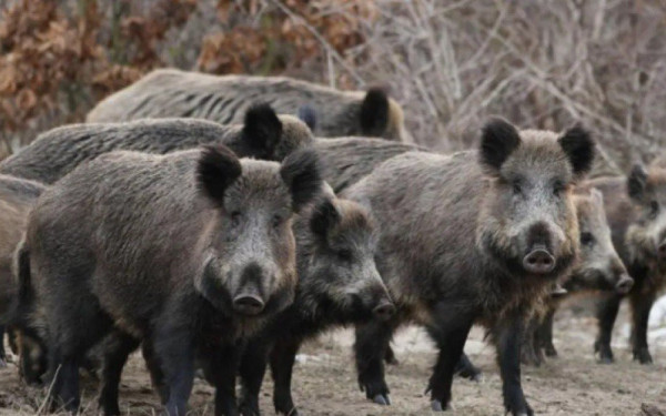Μάστιγα οι ορδές αγριογούρουνων που κυκλοφορούν ανενόχλητα στο κέντρο του Λαγκαδά (βίντεο)
