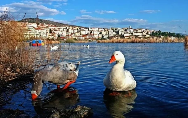 «Oικολογική» υποδοχή του 2023 ζητούν οι περιβαλλοντικές οργανώσεις - Τα ζώα τρομάζουν από τα βεγγαλικά